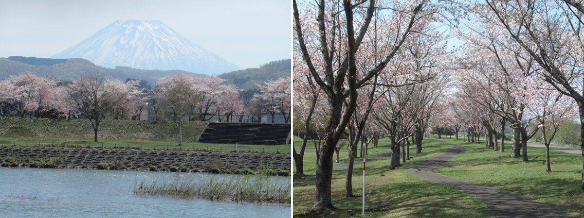 左）桜づつみと羊蹄山　右）桜づつみ